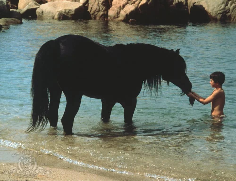 corcel4 Carrol Ballard y la naturaleza | El Corcel Negro; Los Lobos no lloran; La Fuerza del Viento; Volando libre; y Duma