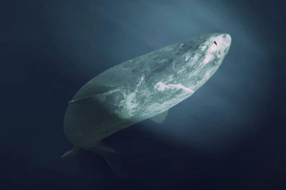 Emerge en aguas europeas el vertebrado más longevo del planeta, oculto durante milenios 1 tiburon de groenlandia 8028 fotor 202508029932